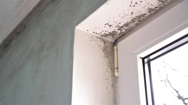 Mold Documentation for Insurance Claims in Ohkay Owingeh, NM